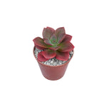 Rosette of Echeveria Chroma showing its beautiful gradient of pink and green colors a well-loved succulent in the USA