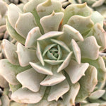 Echeveria Runyonii Pink Edge, young rooted succulent for your garden.