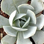 Blue-green Echeveria Runyonii Pink Edge, showing rosette shape.