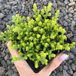 Yellow-green Sedum, Sedum Acre, in hand, showing small leaves.