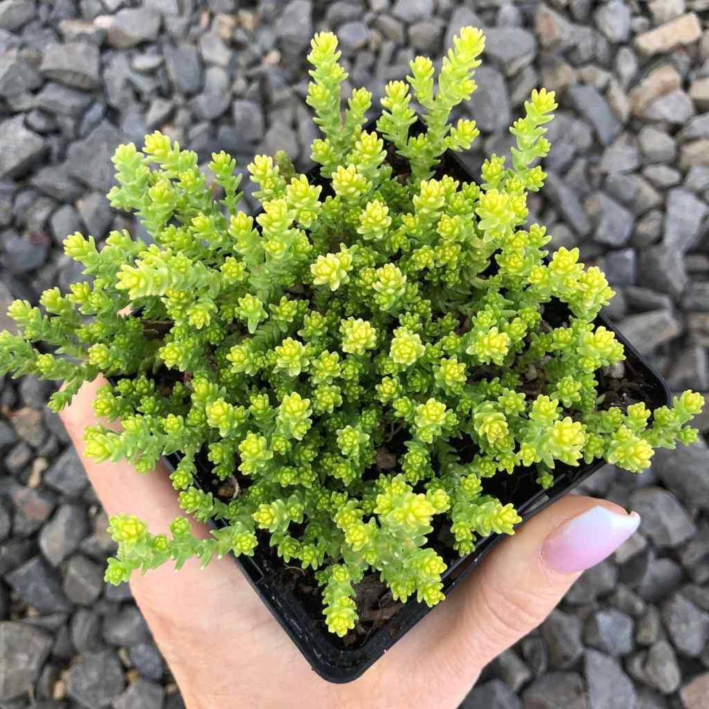Yellow-green Sedum, Sedum Acre, in hand, showing small leaves.