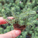 Sedum Reflexum Blue Spruce, young rooted groundcover plant.