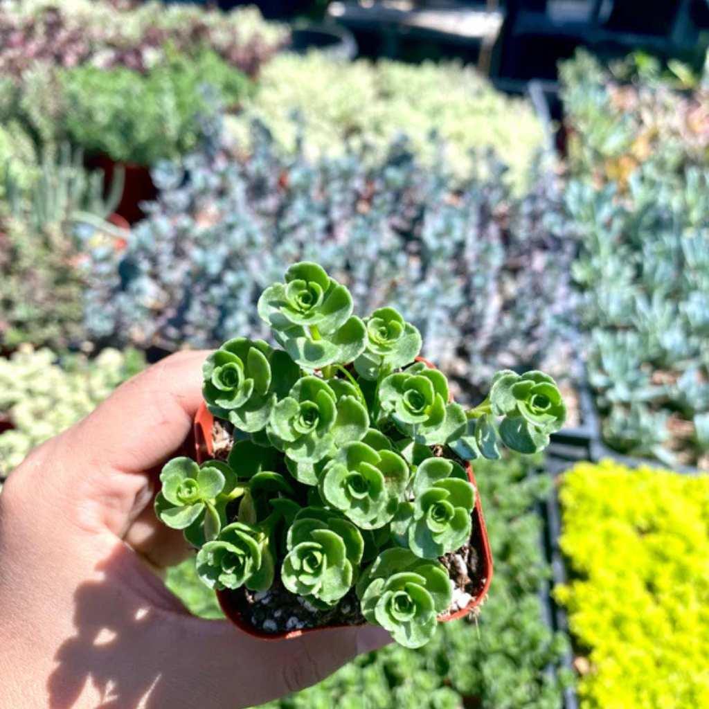 Sedum Spurium John Creech starter, hand holding small plant.