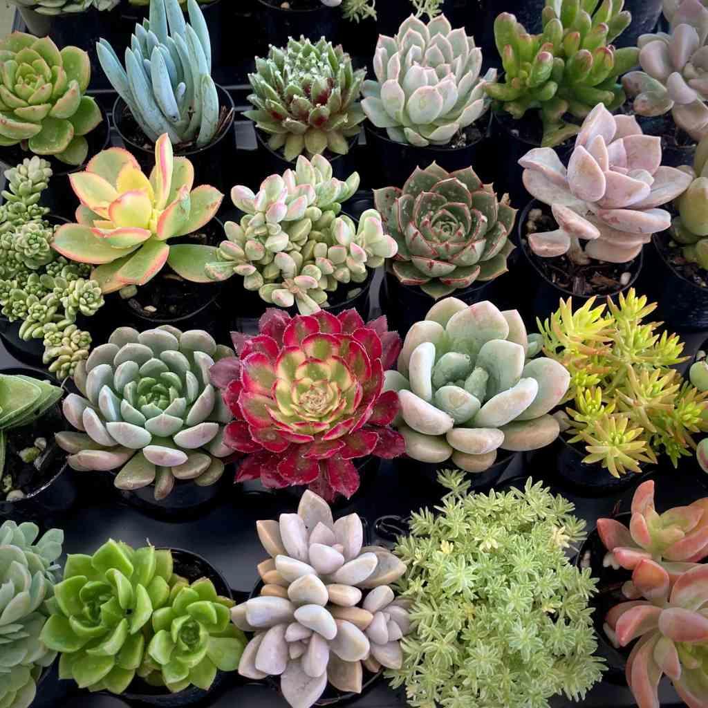 Small Sedum plants, succulent pack, USA.
