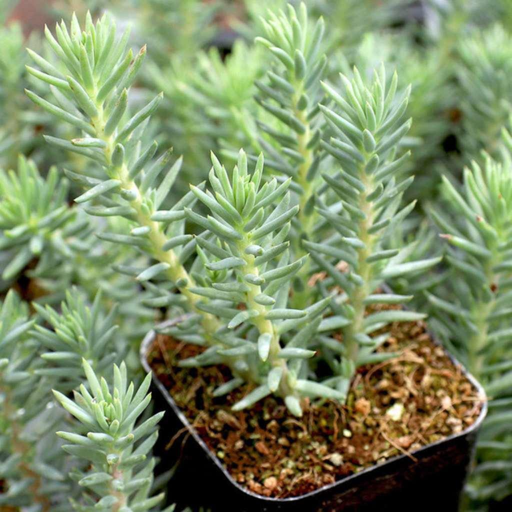 Sedum Reflexum Blue Spruce, showcasing its unique color in a pot.