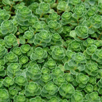 Green Carpet Sedum, John Creech, showing dense foliage.