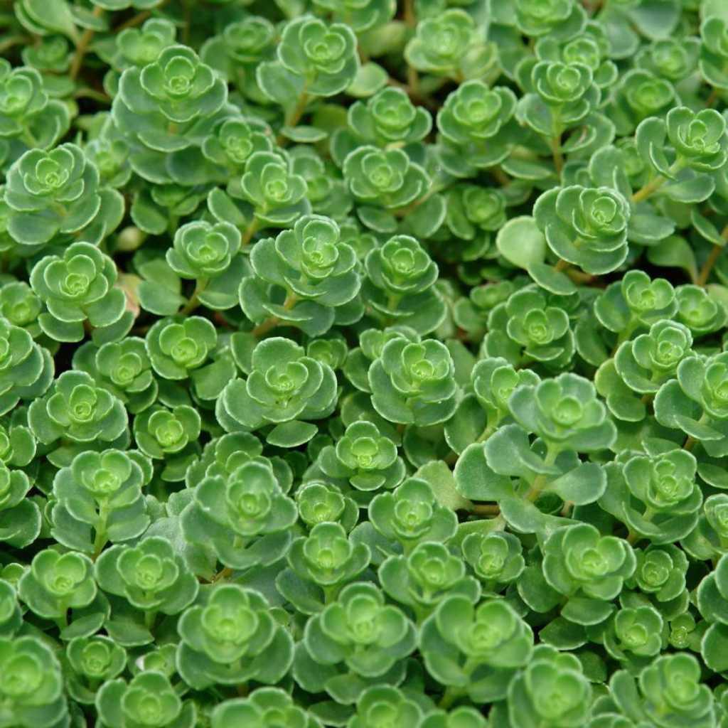 Green Carpet Sedum, John Creech, showing dense foliage.