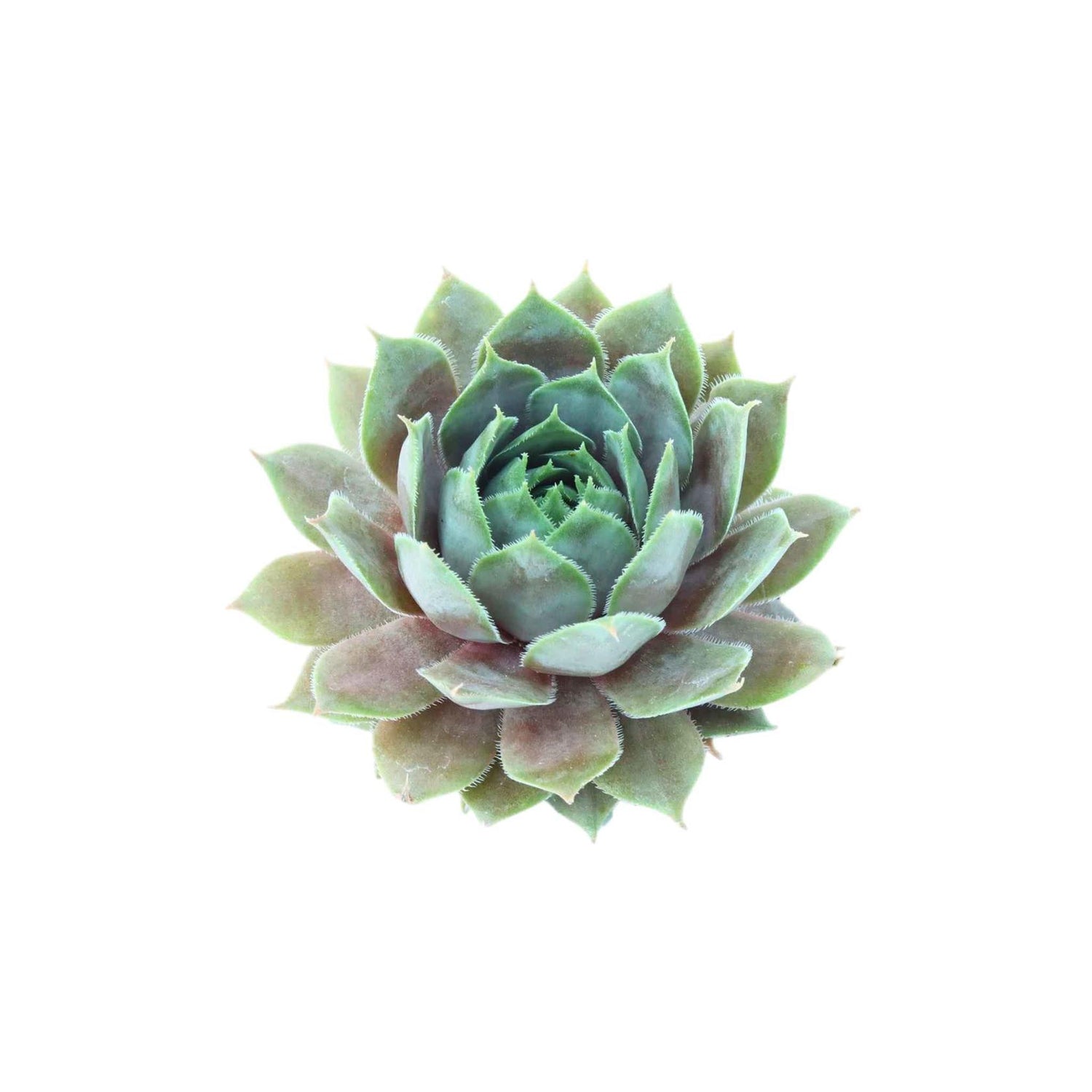 Sempervivum Silverine Succulent
