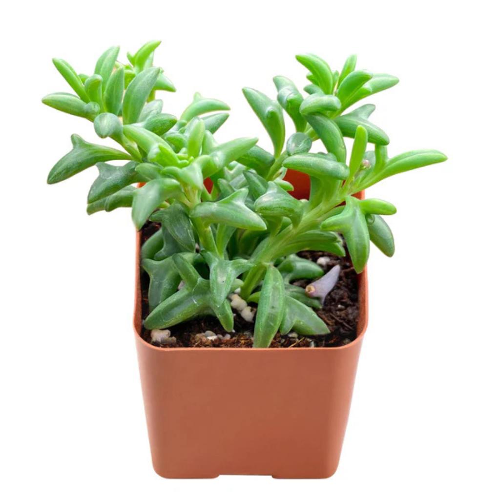 Rooted String of Dolphins plant. Small succulent in brown pot, USA.