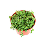 Senecio Rowleyanus, String of Pearls, USA grown, potted succulent.
