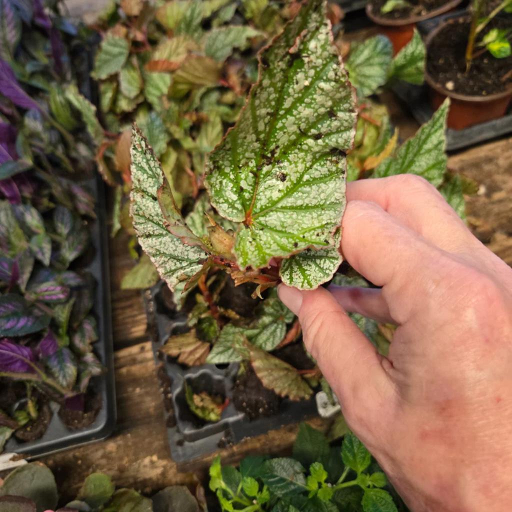 Begonia Double Lady Francis Pink Rooted Starter Plant, small plant in hand.