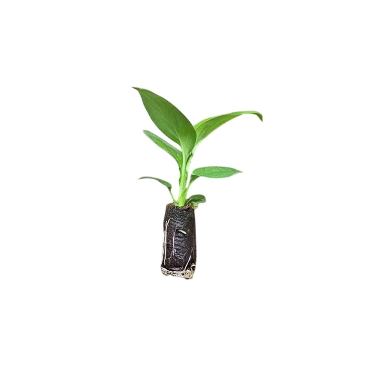 Spathiphyllum (Peace Lily) Rooted Starter Plant