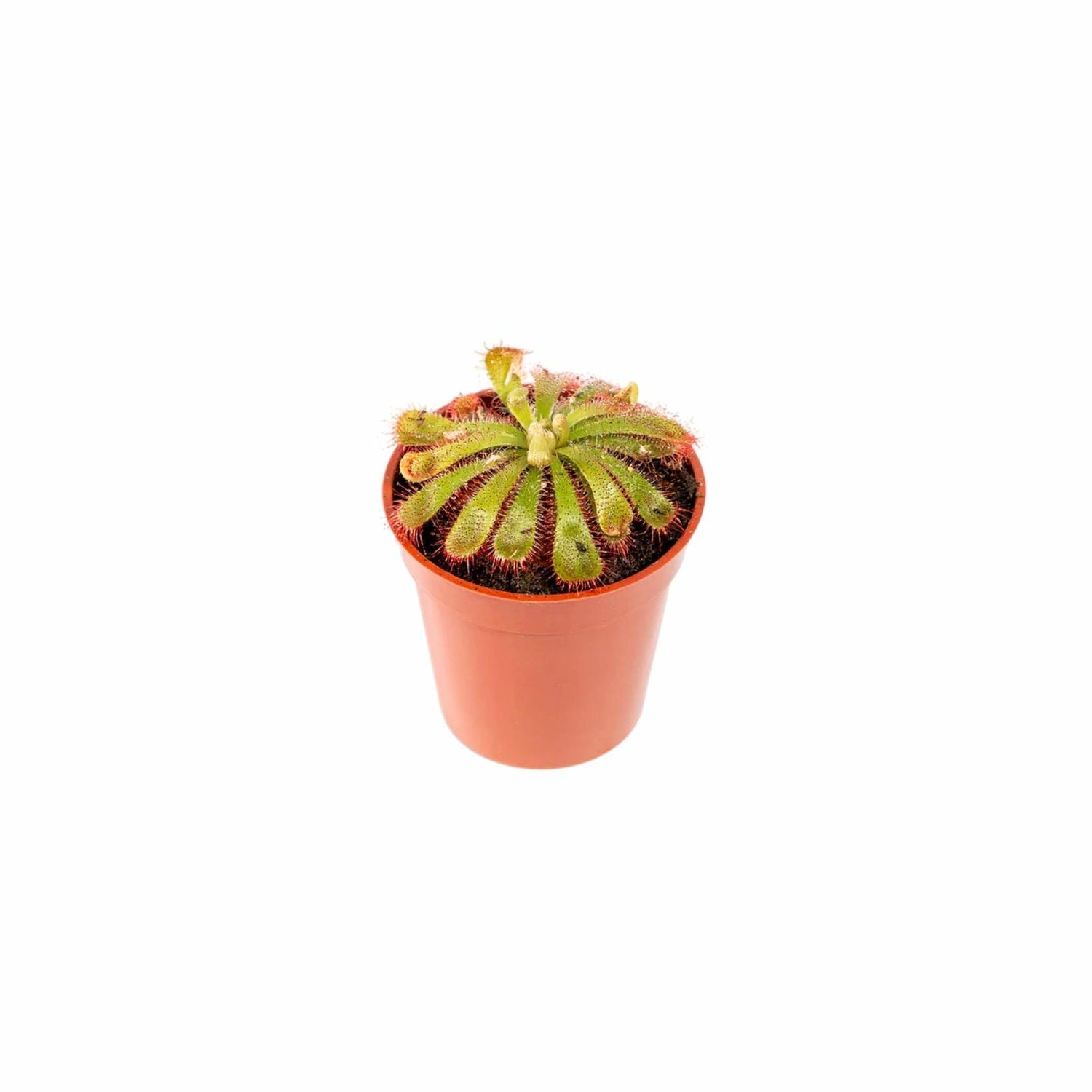 Sundew Drosera Spatulata
