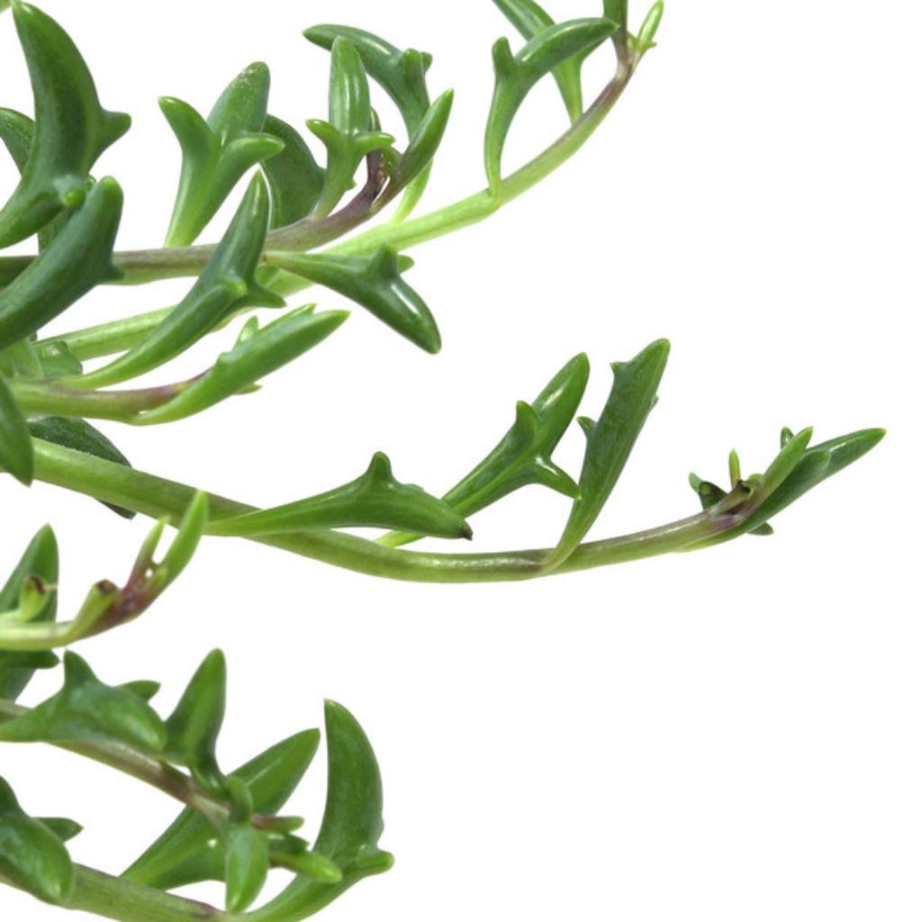 String of Dolphins rooted plant. Dolphin-shaped leaves, close detail view.