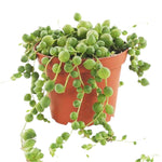 String of Pearls, Senecio Rowleyanus, for sale in USA, pot plant.