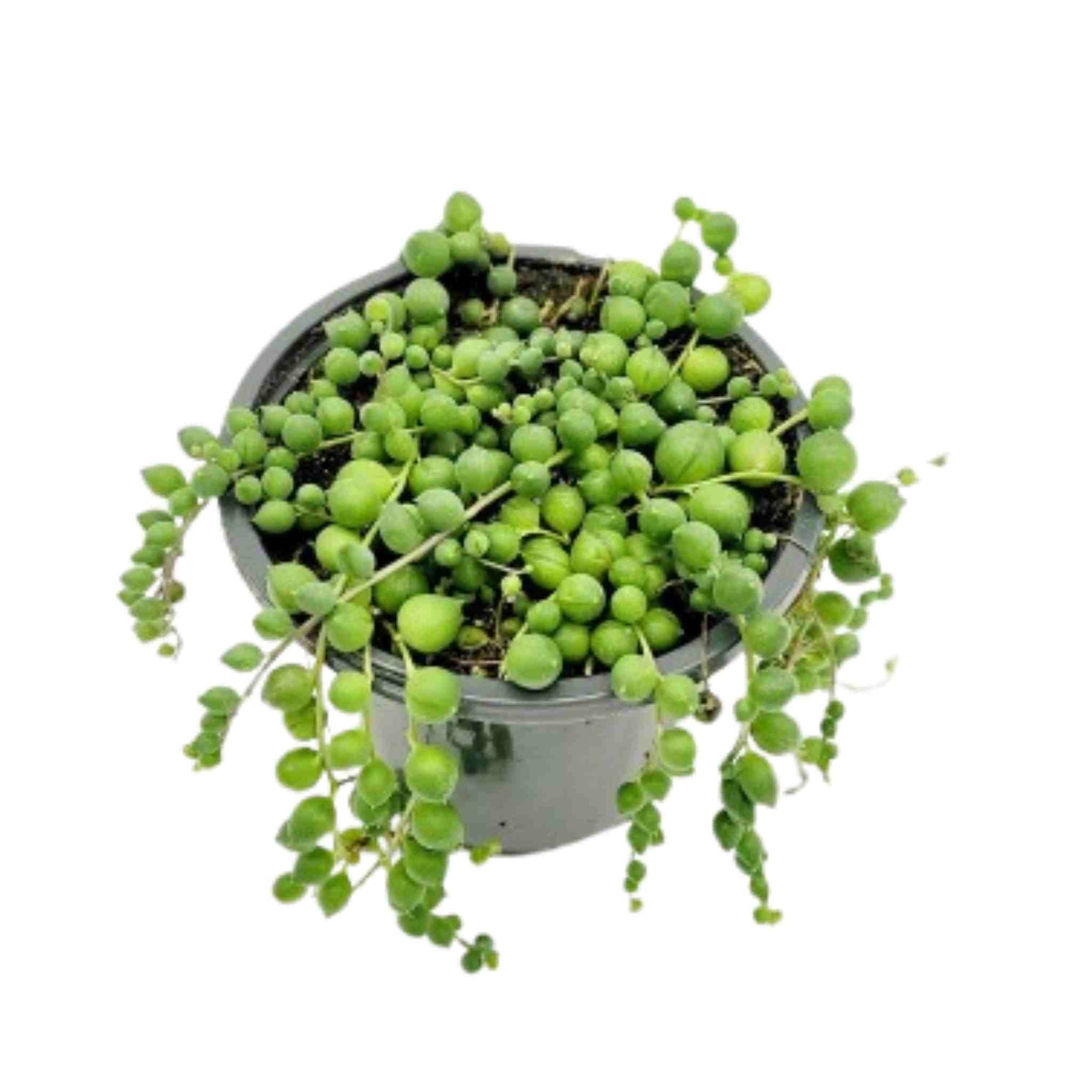 String of Pearls, succulent shown, USA delivery, potted plant.