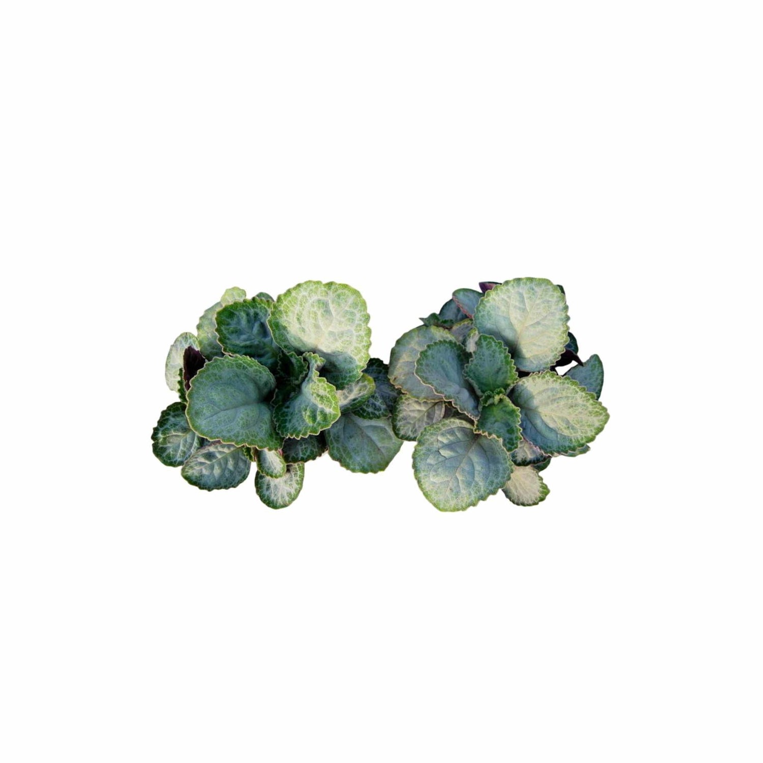 Plectranthus Swedish Ivy Emerald Lace Rooted Starter Plant