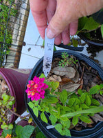 USA-grown Lantana camara 'Dark Purple' with vivid purple flowers and lush green leaves.