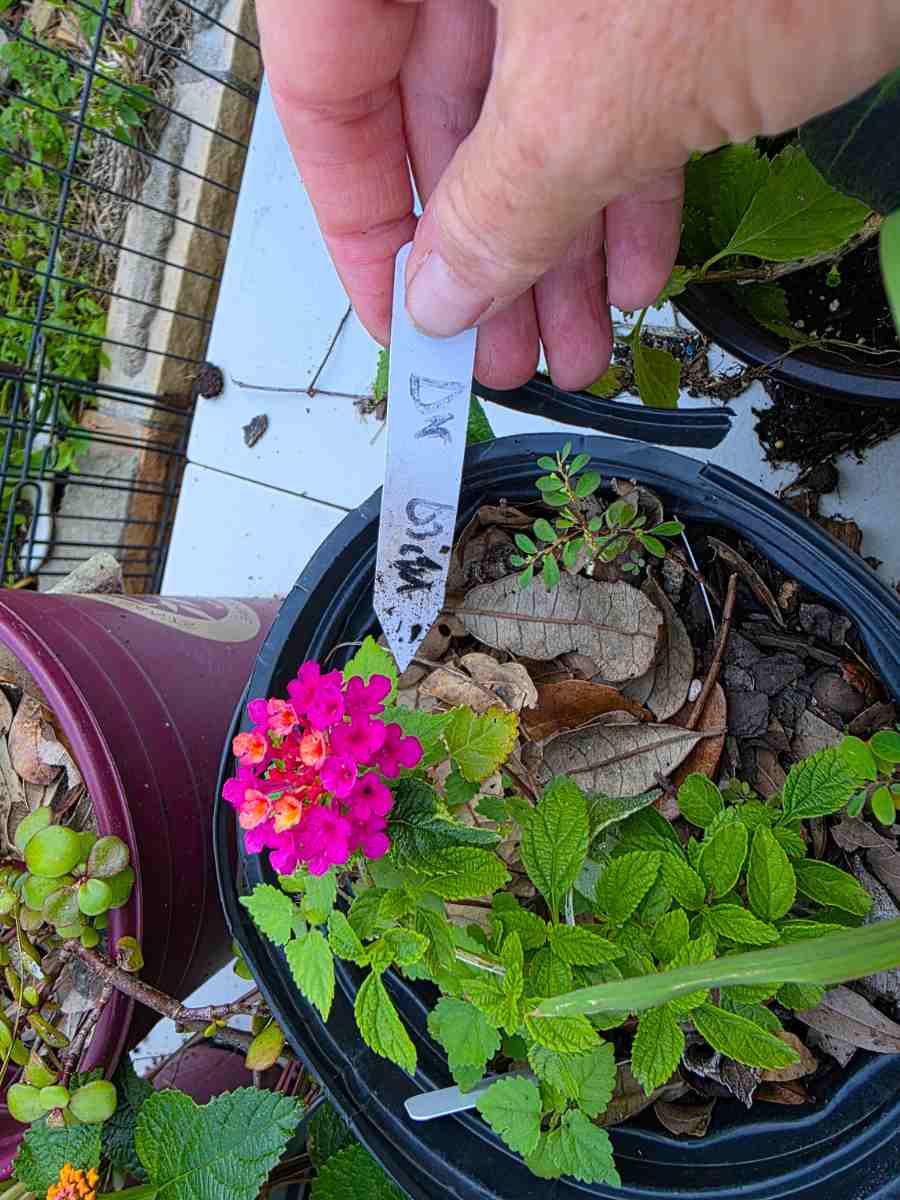 USA-grown Lantana camara 'Dark Purple' with vivid purple flowers and lush green leaves.