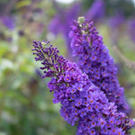 USA: Buddleja Buzz Hot Raspberry, garden plant, purple flowers.