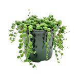 USA: Senecio Rowleyanus, String of Pearls, potted succulent.