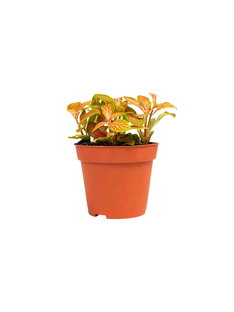 Fittonia Skeleton