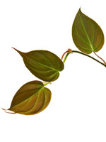 Velvet-Leaf Philodendron, healthy foliage. USA