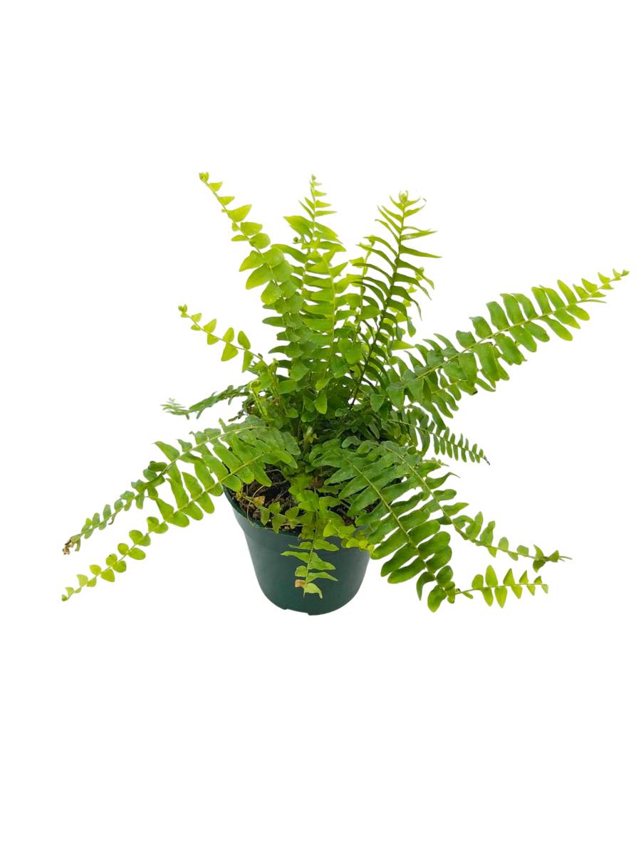 Vibrant Boston Fern Massii in a hanging basket, USA