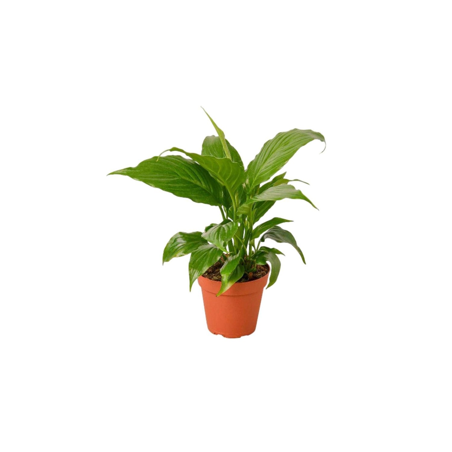 Spathiphyllum (Peace Lily)