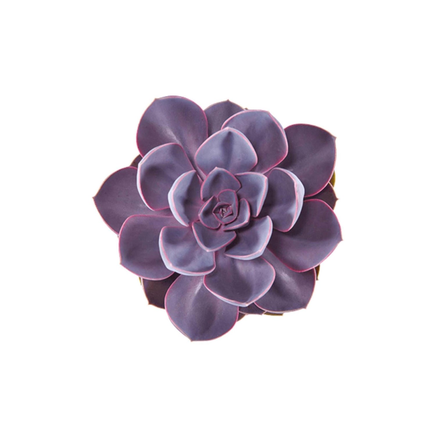 Echeveria Purple Pearl