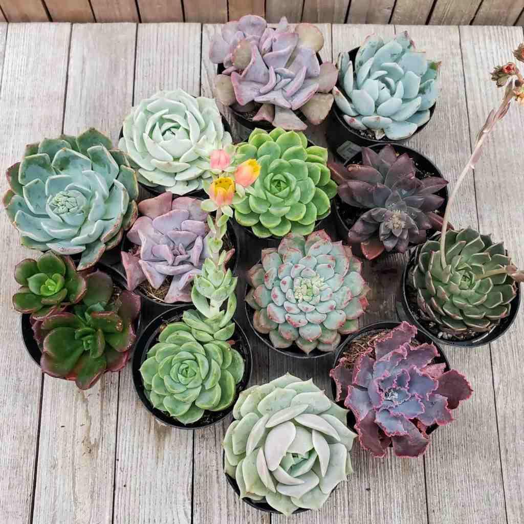 Windowsill Succulent Pack, USA grown, many potted succulents