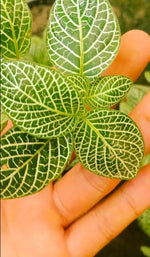 leaf detail of Fittonia Whisper Rooted Starter Plant live houseplant from Divine Roots