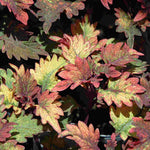 close-up detail of Coleus Smallwood Driveway live houseplant from Divine Roots