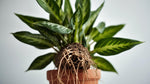 side profile of Calathea Freddie Rooted Starter Plant live prayer plant from Divine Roots