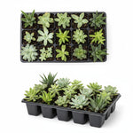full view of Succulents Assortment Rooted Starter Plant live succulent from Divine Roots