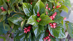 full view of Angel Wing Begonia Torch Rooted Starter Plant live Begonia from Divine Roots