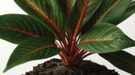potted Aglaonema Red Vein live Aglaonema from Divine Roots