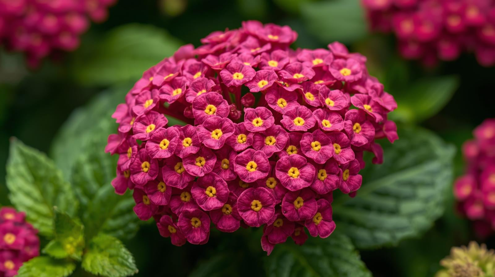 side profile of Lantana Dwarf Raspberry (Rooted Starter Plant) live houseplant from Divine Roots