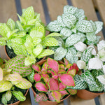 side profile of Fittonia Marble Queen Rooted Starter Plant live houseplant from Divine Roots