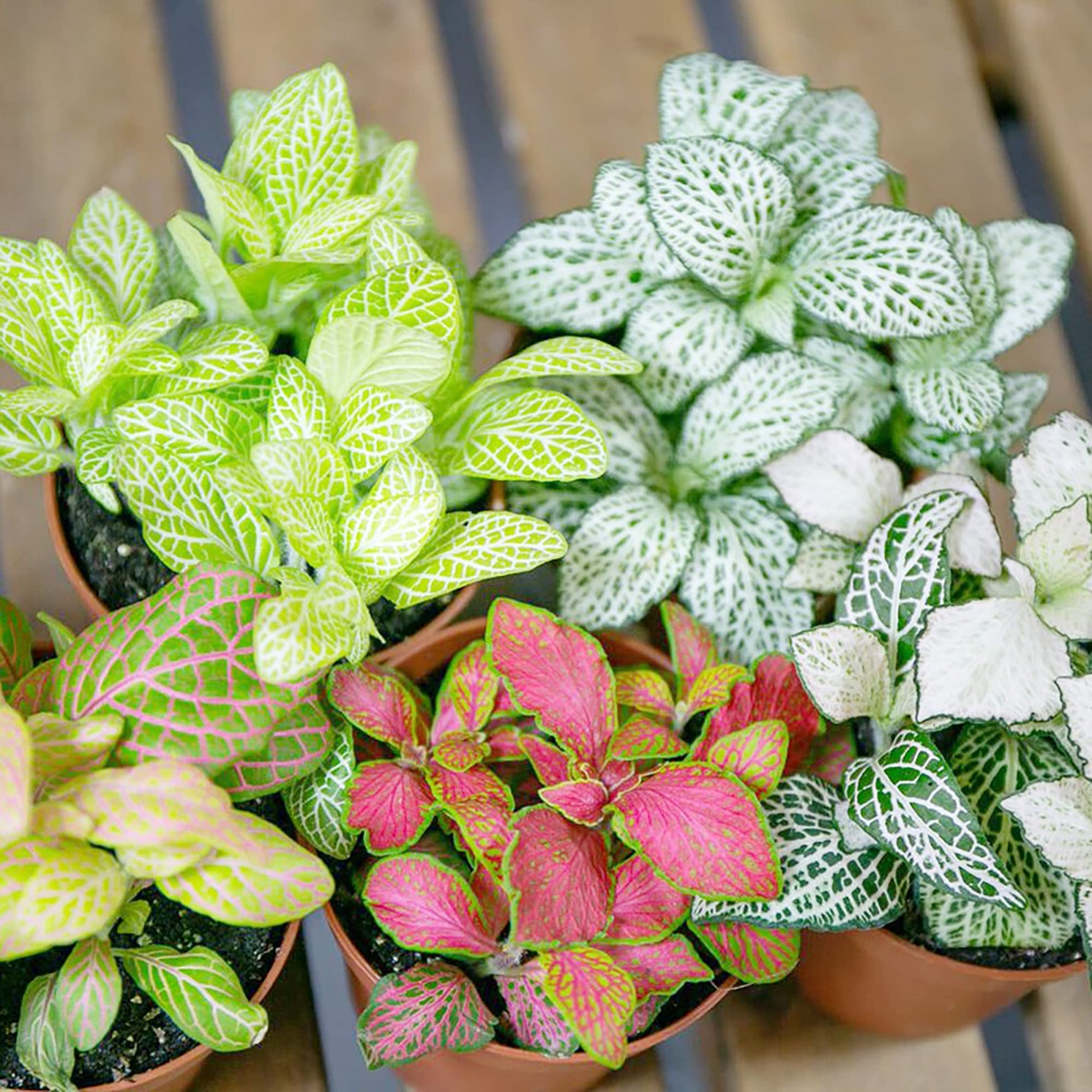 side profile of Fittonia Marble Queen Rooted Starter Plant live houseplant from Divine Roots