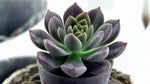 new growth on Echeveriaaffinis Black Knight Rooted Starter Plant live succulent from Divine Roots