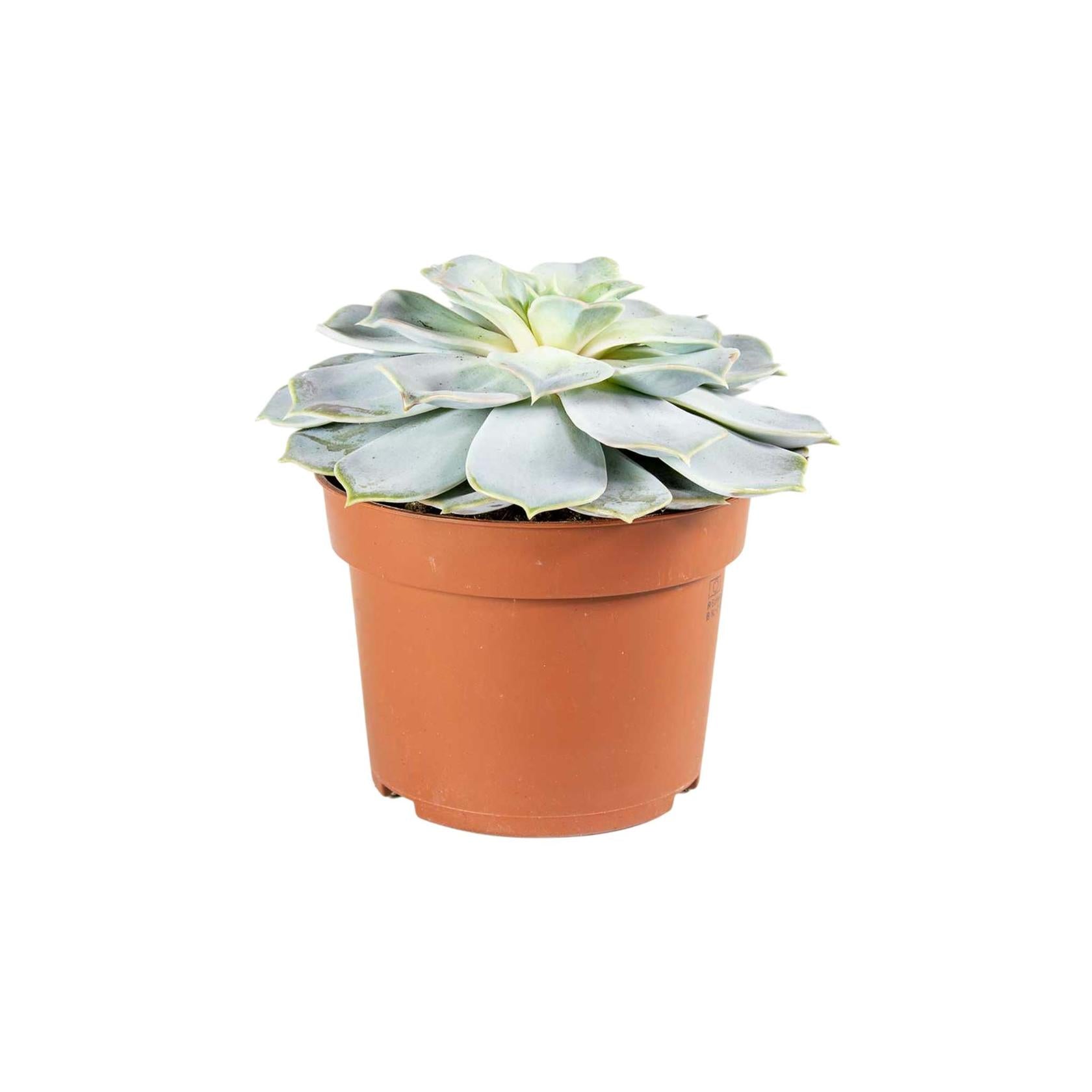 Echeveria lilacina live plant from Divine Roots — photo 4 of 12