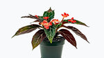 Angel Wing Begonia Torch live Begonia from Divine Roots