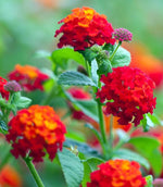 close-up detail of Lantana Florida Red live houseplant from Divine Roots