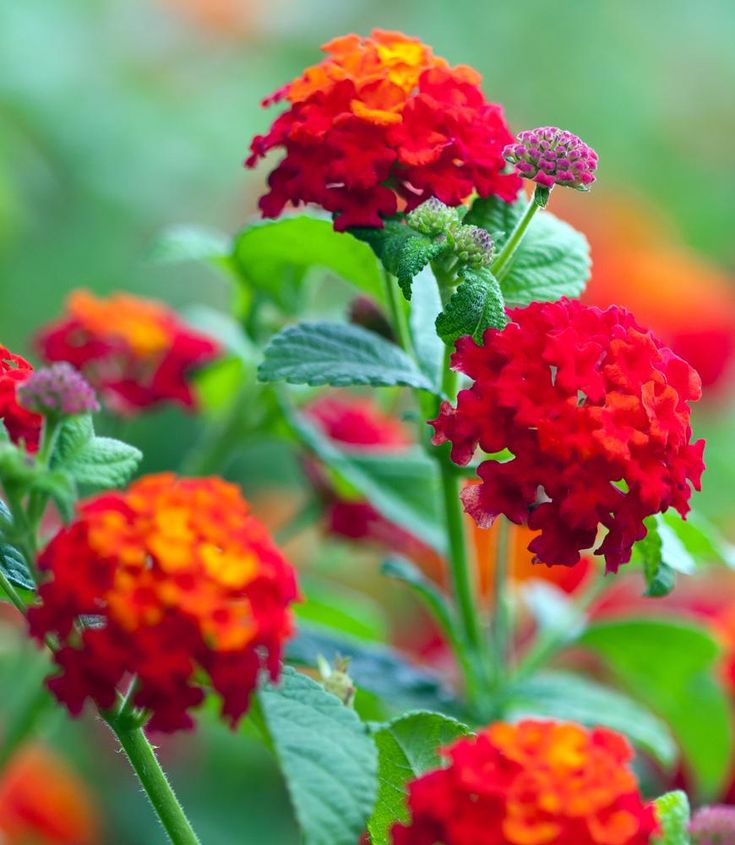 close-up detail of Lantana Florida Red live houseplant from Divine Roots