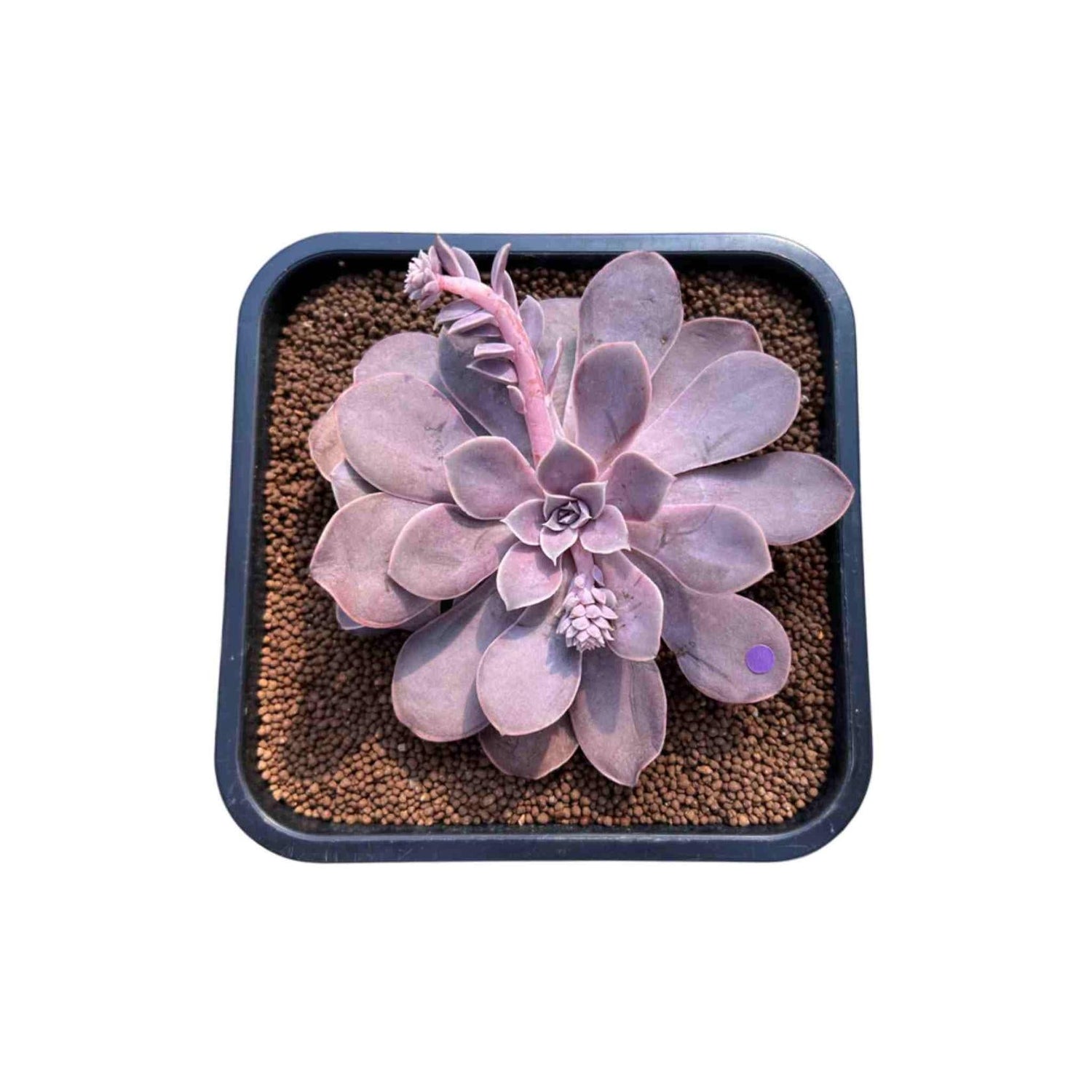 Echeveria Diffractens