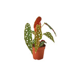Angel Wing Begonia Maculata live Begonia from Divine Roots