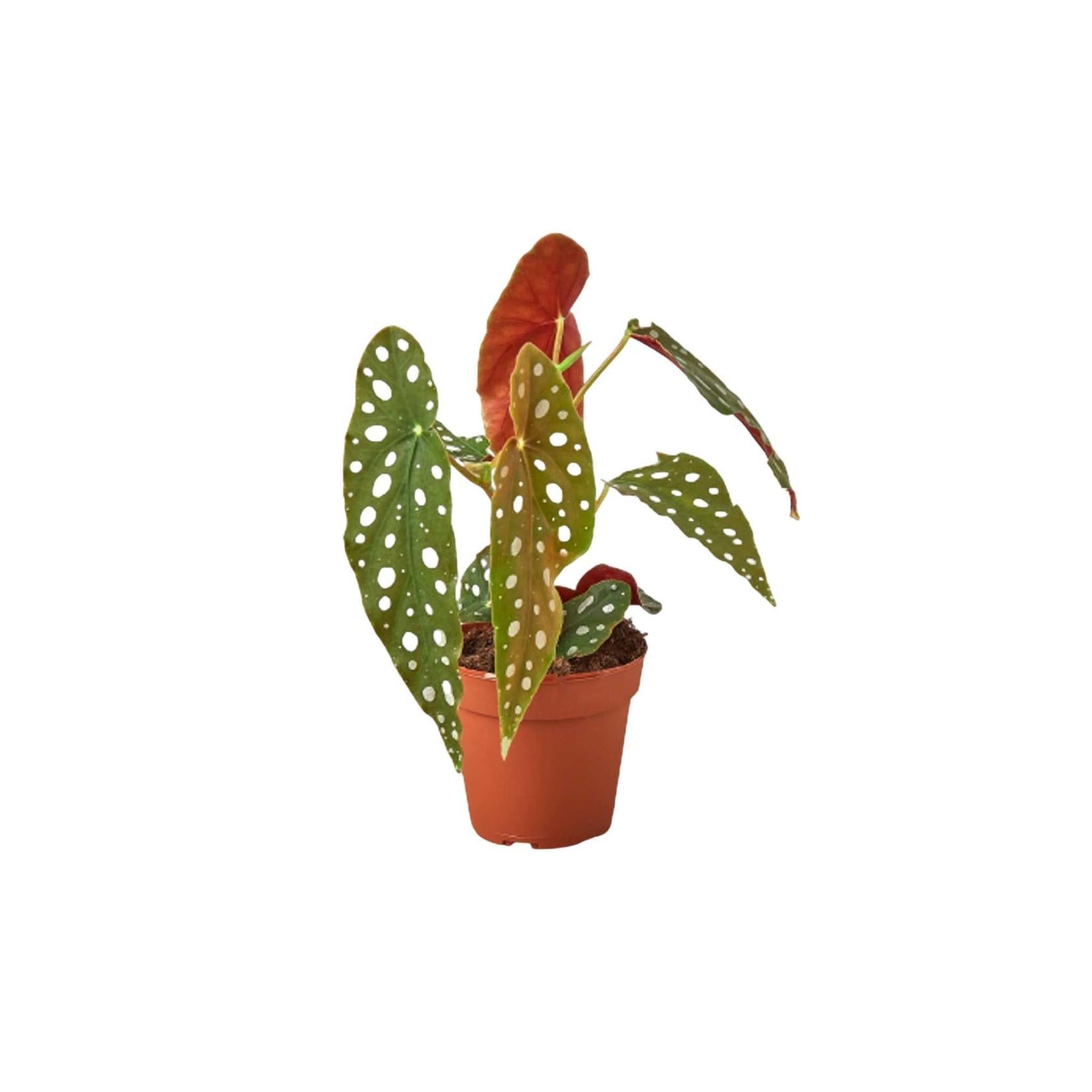 Angel Wing Begonia Maculata