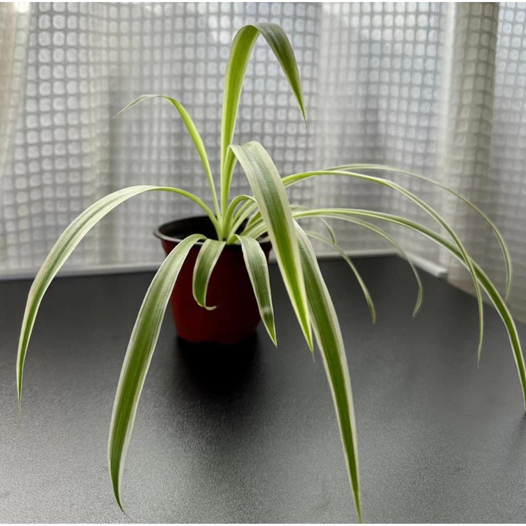 side profile of Chlorophytum Spider Reverse live spider plant from Divine Roots