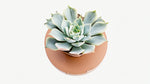 Echeveria lilacina live plant from Divine Roots — photo 7 of 12
